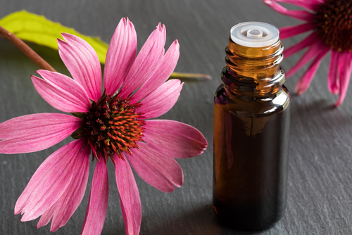 herbs_that_boost_immunity_echinacea.jpg herbs_that_boost_immunity_echinacea.jpg