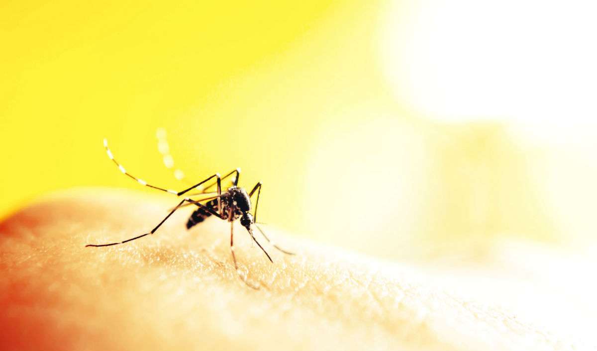 8 ways to get rid of mosquito bites and beat that annoying itch